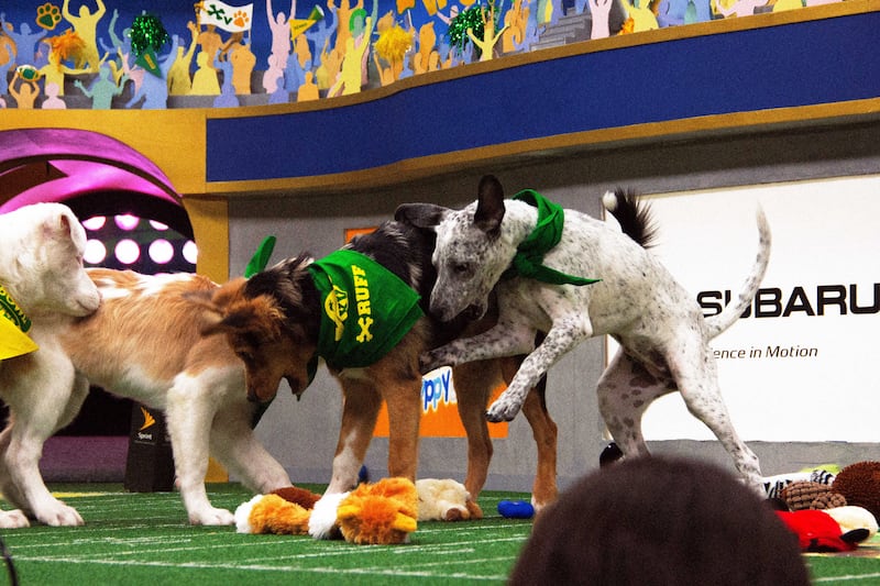 190203-fallon-puppy-bowl-7_uqoqfj