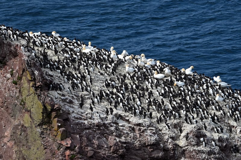 ST ABB'S, SCOTLAND - APRIL 30: Gannets amongst other seabirds in breeding colonies on the cliffs at St Abb's Head National Nature Reserve, as the RSPB and other conservation bodies raise concerns over the threat to seabirds posed by the proposed Berwick Bank windfarm development in the Forth Estuary, on April 30, 2025 in St Abb's, Scotland, United Kingdom. (Photo by Ken Jack/Getty Images)