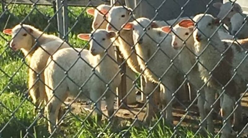 YS_Lambs_2019_fd3abz