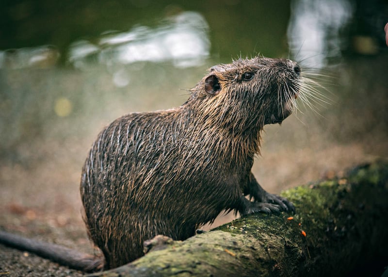 ROUS5_Nutria_also_known_as_a_swamp_rat_is_a_semi-aquatic_rodent_native_to_South_America._After_being_introduced_to_Louisiana_its_destructive_feeding_behaviors_have_made_this_invasive_species_a_scourge_of_the_swamp_preview_lwchli