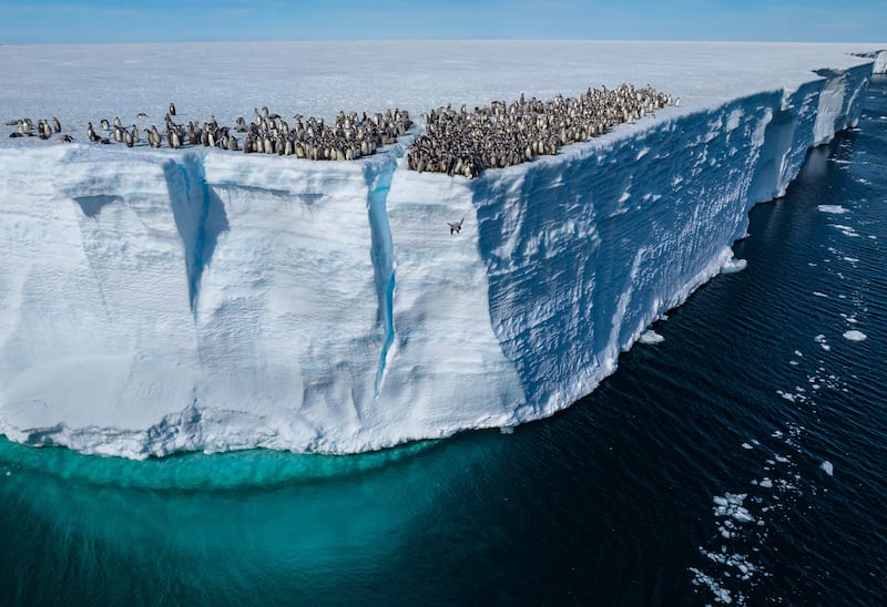 Emperor penguin chicks jumping off the ice shelf edge for their first swim, Atka Bay, Antarctica.
