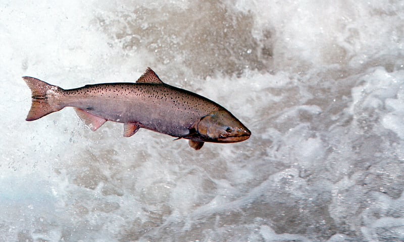 Could Chinook salmon, like this one leaping through white water In the Rapid River In Idaho, become casualties of Elon Musk's mass federal firings?