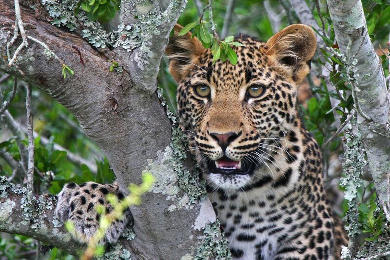 galleries/2014/01/07/the-best-of-the-best-places-to-visit-in-2014-photos/best-travel-2013-wildlife_pdhmf5