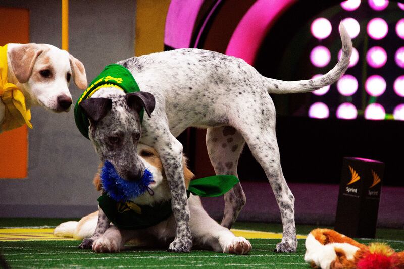 190203-fallon-puppy-bowl-5_jacnrn