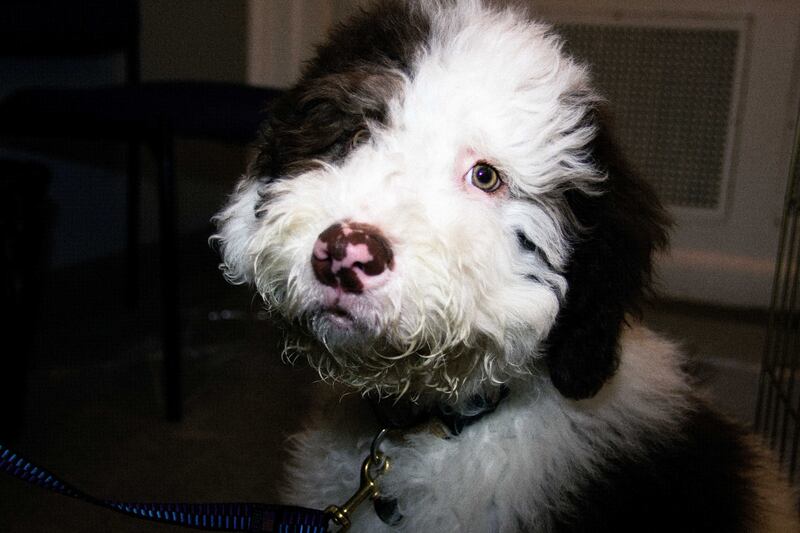 190203-fallon-puppy-bowl-4_mcd4lf