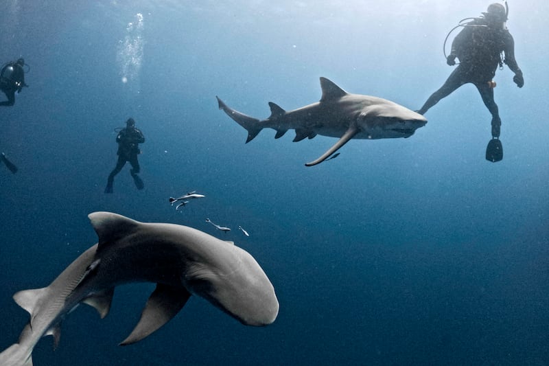 Lemon sharks swim close to a group of divers off Jupiter, Florida.