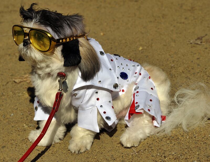 galleries/2012/11/03/blake-lively-usher-more-celebrities-crazy-about-their-dogs-photos/elvis-celeb-dogs_yz1fmk