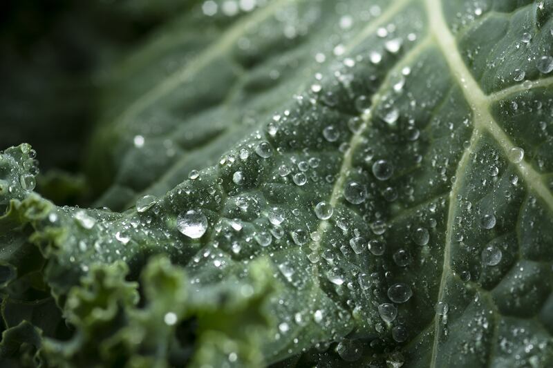 articles/2014/04/09/he-dangers-of-superfoods/140409-kale-death_mml37f