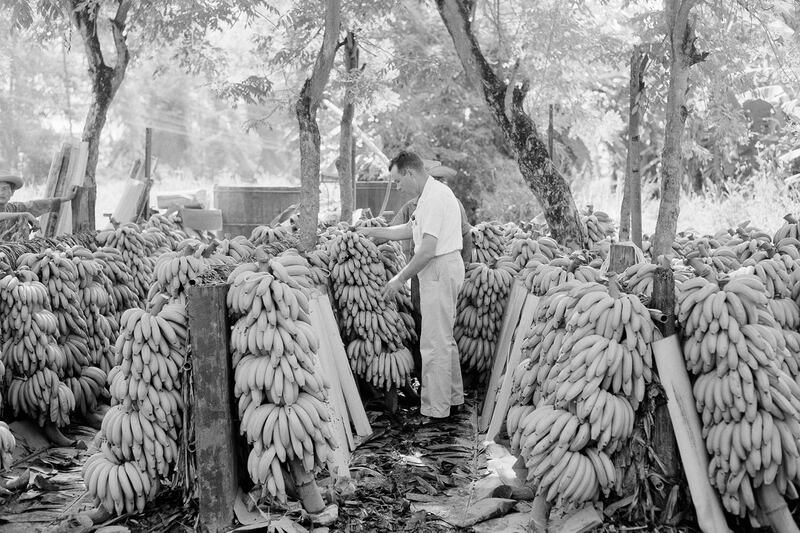 articles/2012/06/07/how-gabriel-garcia-marquez-brought-down-samuel-zemurray-the-banana-king/banana-king-cohen-tease_ypssch
