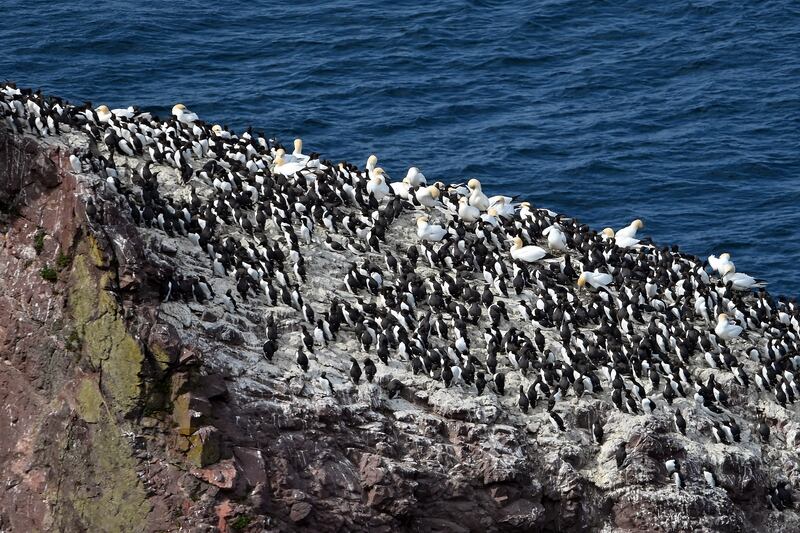 ST ABB'S, SCOTLAND - APRIL 30: Gannets amongst other seabirds in breeding colonies on the cliffs at St Abb's Head National Nature Reserve, as the RSPB and other conservation bodies raise concerns over the threat to seabirds posed by the proposed Berwick Bank windfarm development in the Forth Estuary, on April 30, 2025 in St Abb's, Scotland, United Kingdom.  (Photo by Ken Jack/Getty Images)