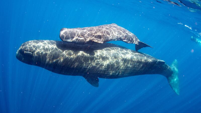 230510-Marvar-Aliens-Whales-embed-04_ezzzp6