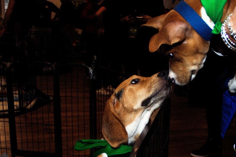 190203-fallon-puppy-bowl-1_gbuzcl