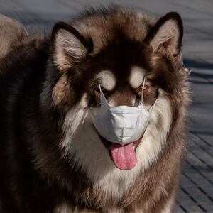 200323-canine-coronavirus-tease_k5sqvy
