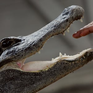 An alligator in the Florida Everglades.