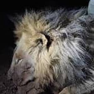 Blondie the lion.