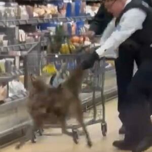 Coyote