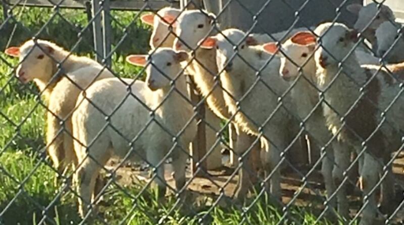 YS_Lambs_2019.jpeg_wowig8