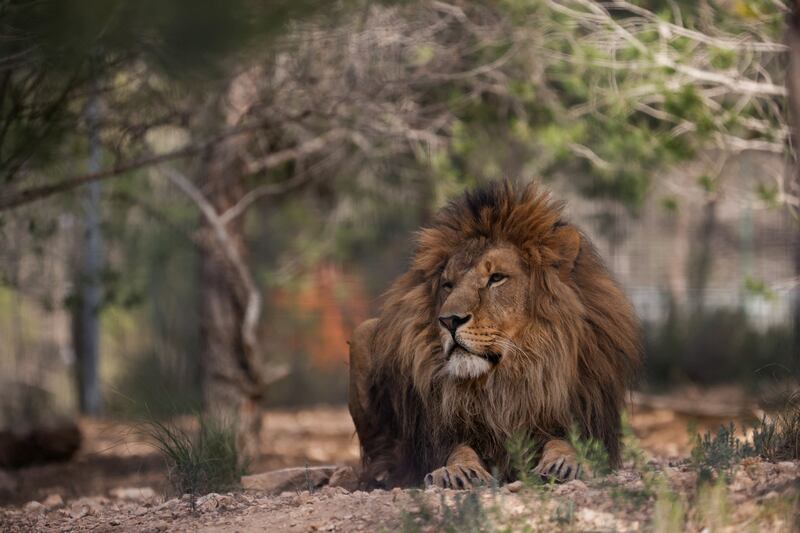 Lion.