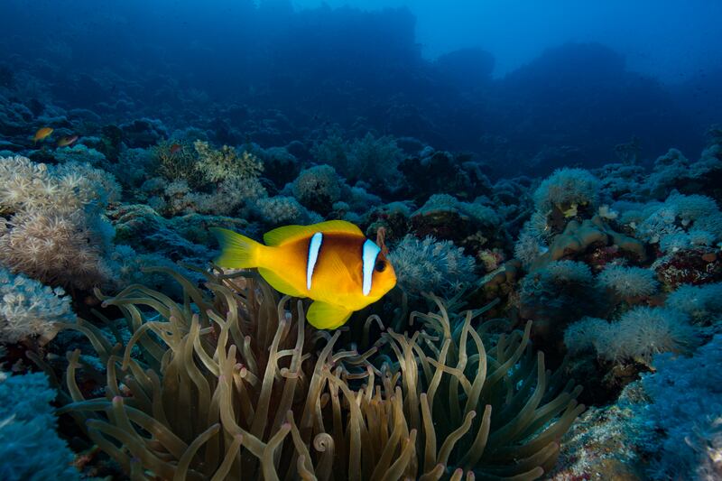 A clownfish changes sex when it gets bigger, according to an NPR show highlighted as "trash" by the White House.