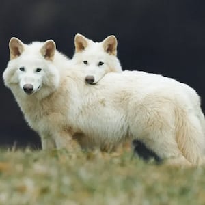 Dire wolves went extinct 10,000 years ago.