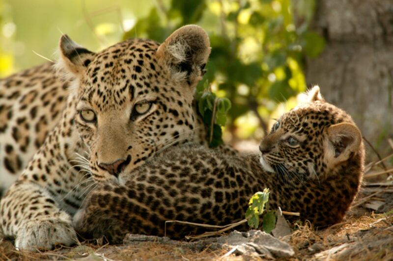 galleries/2009/10/26/jungle-cats-in-danger/big-cats---13_oe4tnl