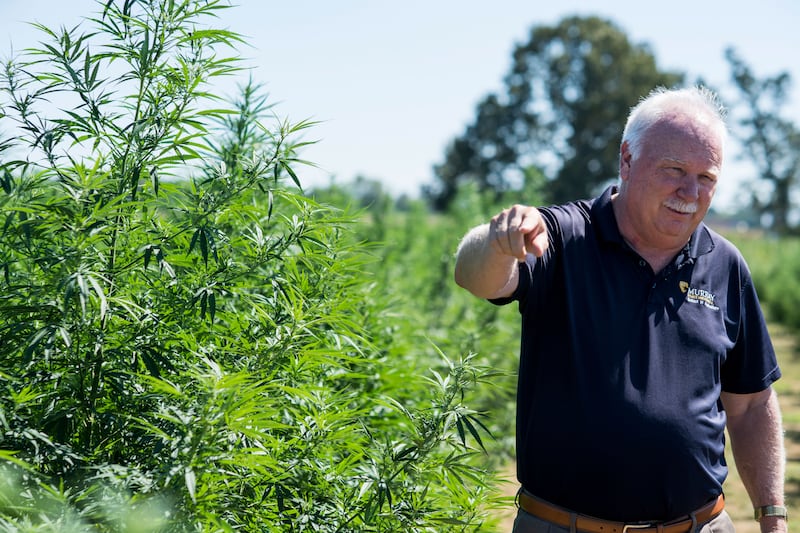 Tony Brannon talks about hemp production