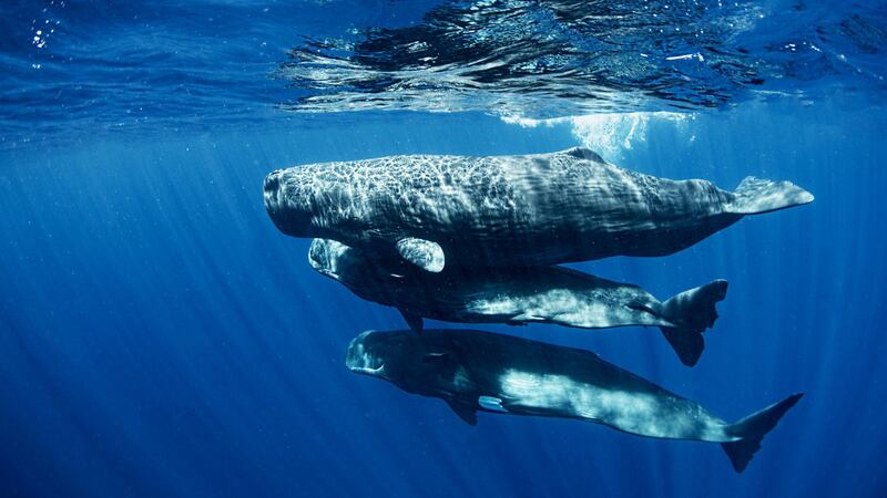 230510-Marvar-Aliens-Whales-embed-05_dwgs4c