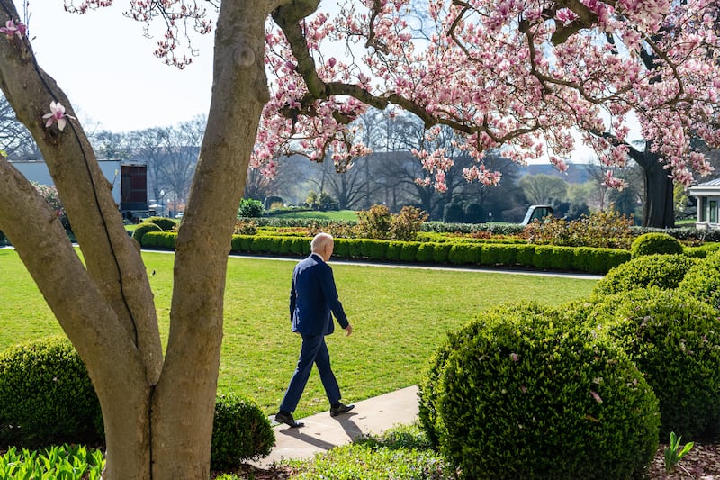 President Joe Biden walking past one of the prized Magnolias located in the Rose Garden.
