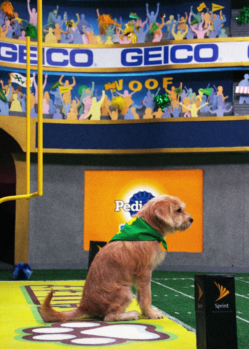 190203-fallon-puppy-bowl-12_gxizdv