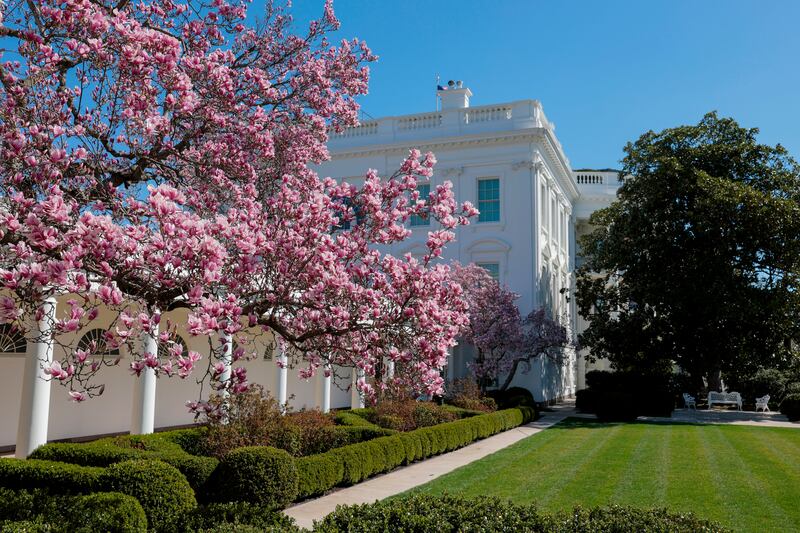 The empty Rose Garden lawn and magnolia trees in March 2025.
