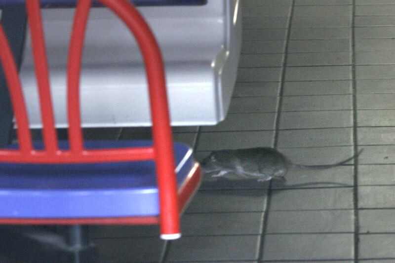articles/2014/06/24/crowdsourcing-nyc-s-war-on-rats/140624-zawicki-rats2-embed_ghfmh4