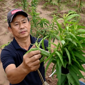A farmer tends to a peach tree in a field where the Trump International, Hung Yen resort and golf course project will be built in Hung Yen province.