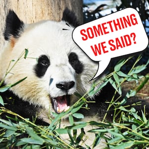 A photo illustration of Giant panda Qing Bao eating bamboo leaves during the panda public debut at the Smithsonian's National Zoo in 2025.