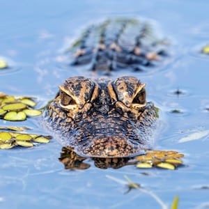A baby alligator is seen at Lake Apopka in Florida. The young reptile glides silently through the wetland, blending into its natural surroundings. (Photo by Ronen Tivony/NurPhoto via Getty Images)