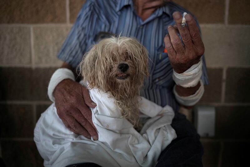 170828-harvey-pets-06_ijk26q